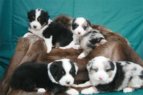 miniature american shepherd puppies for sale
